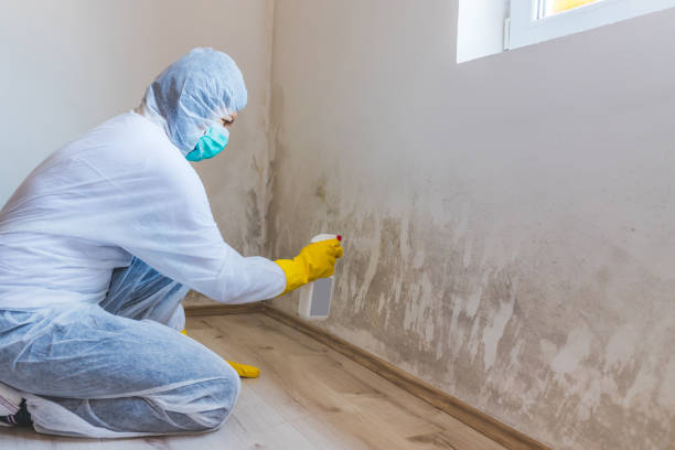 Licensed Basement Mold Removal service in Florham Park, NJ - WQB Mold Removal