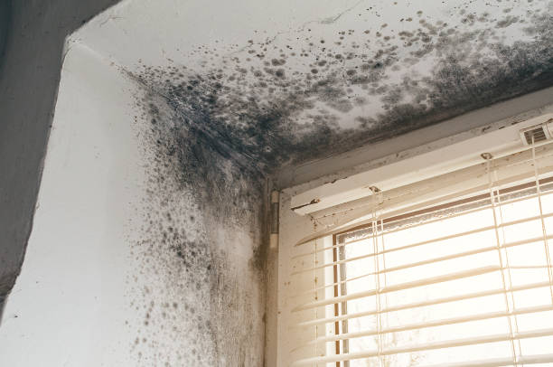 Affordable Basement Mold Removal solutions in Florham Park, NJ